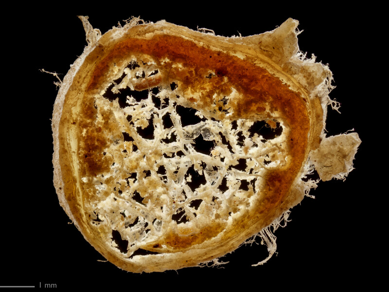 optic nerve of a cow, cross section made by Antoni van Leeuwenhoek