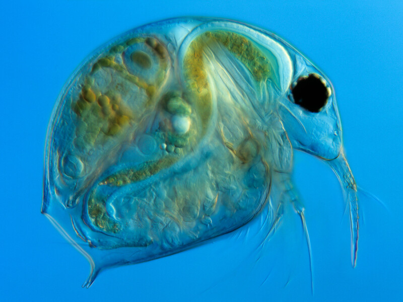 the Waterflea Bosmina