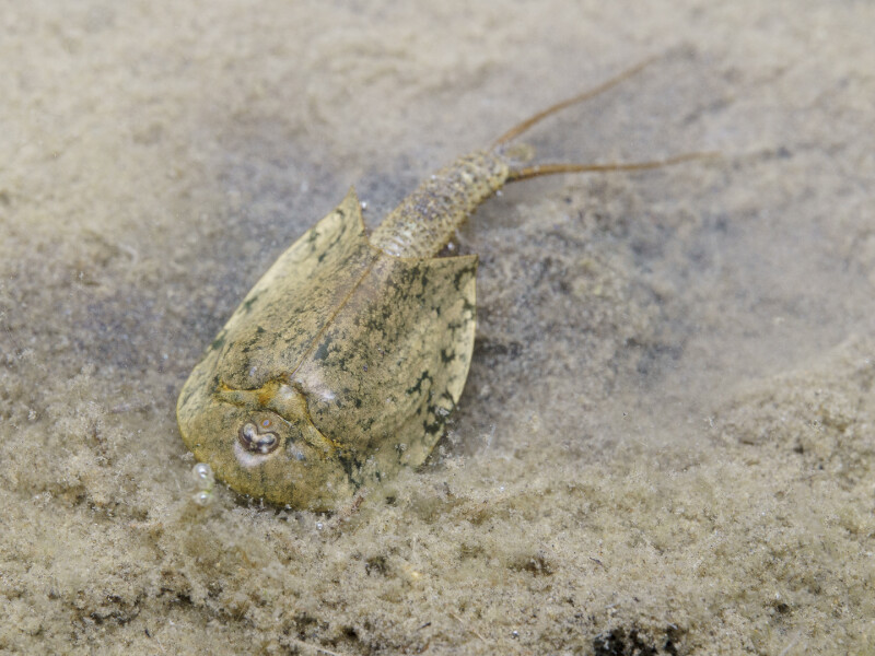 Arctic tadpole shrimp | film for the Icelandic Museum of Natural History