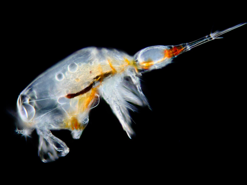 Copepod from the Atlantic Ocean